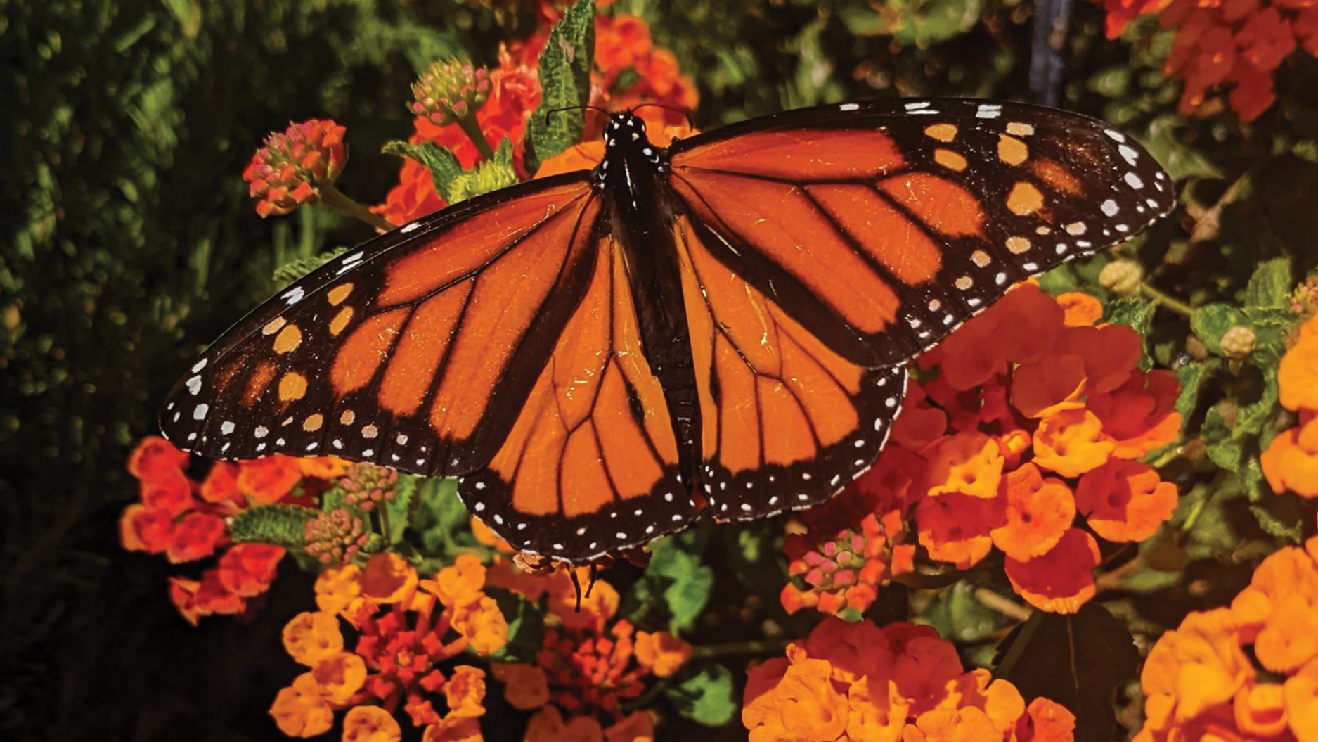 A monarch butterfly with orange and black wings rests on a cluster of vibrant orange and yellow flowers, surrounded by green foliage in bright sunlight.