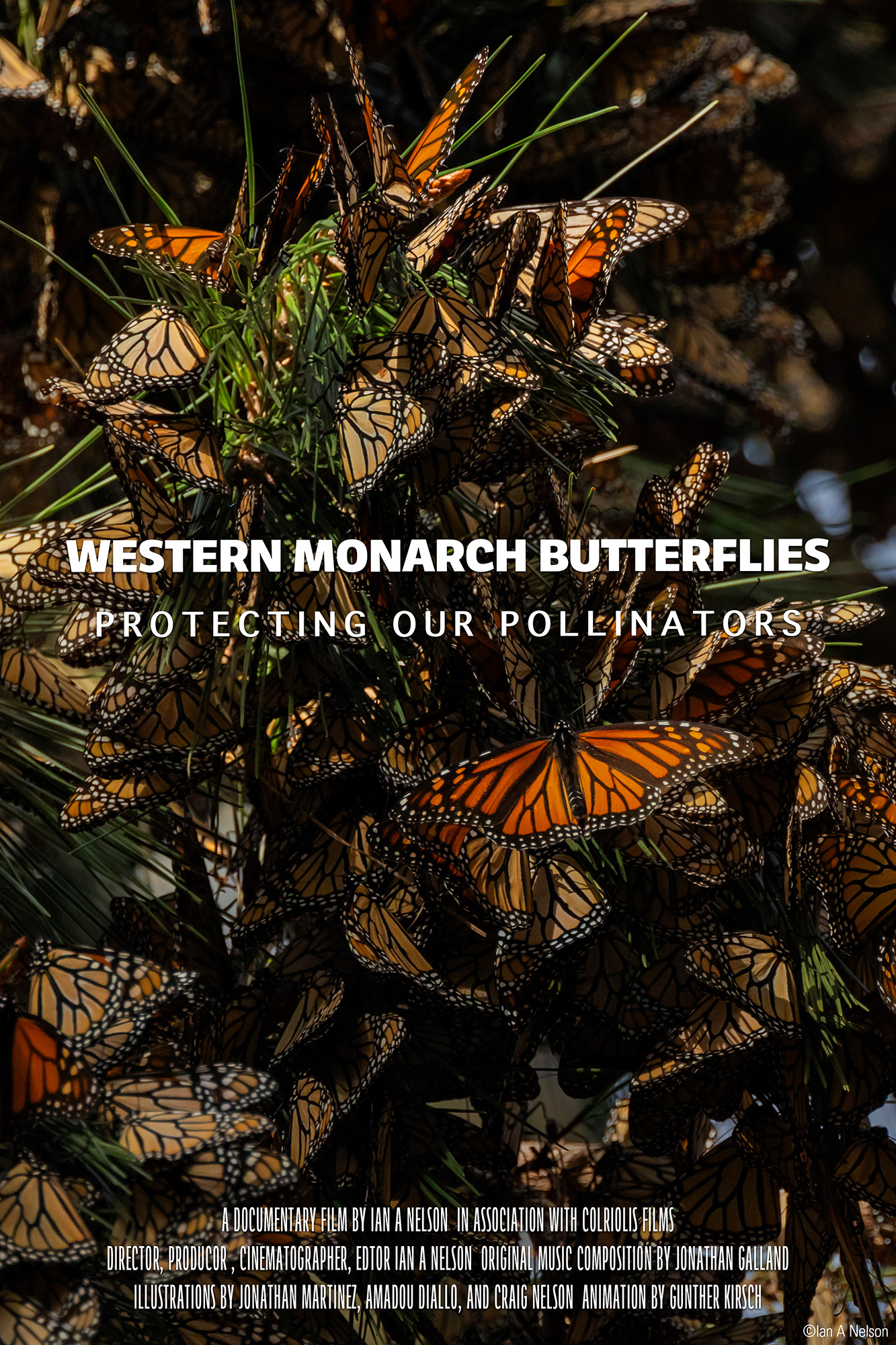 A cluster of orange and black monarch butterflies gathered on tree branches, with the text "Western Monarch Butterflies: Protecting Our Pollinators" overlaid in the center.