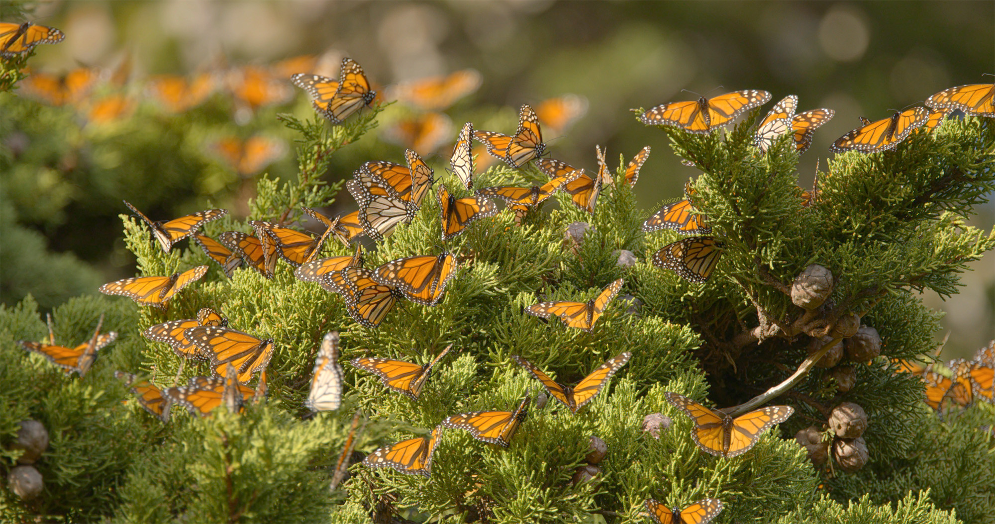 Dozens of orange and black monarch butterflies rest on the green branches of a coniferous tree, surrounded by sunlight and soft-focus greenery in the background.